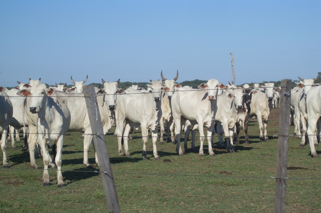 Livestock production in Paraguay