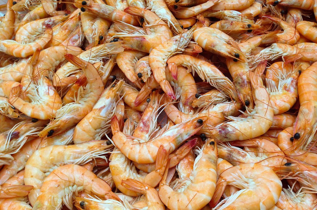 Shrimp from Puerto Rico